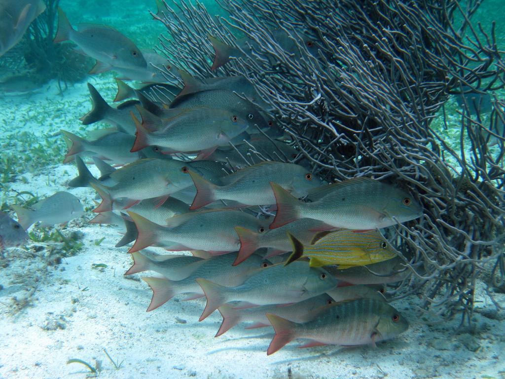 Caye Reef Condos Caye Caulker Kültér fotó